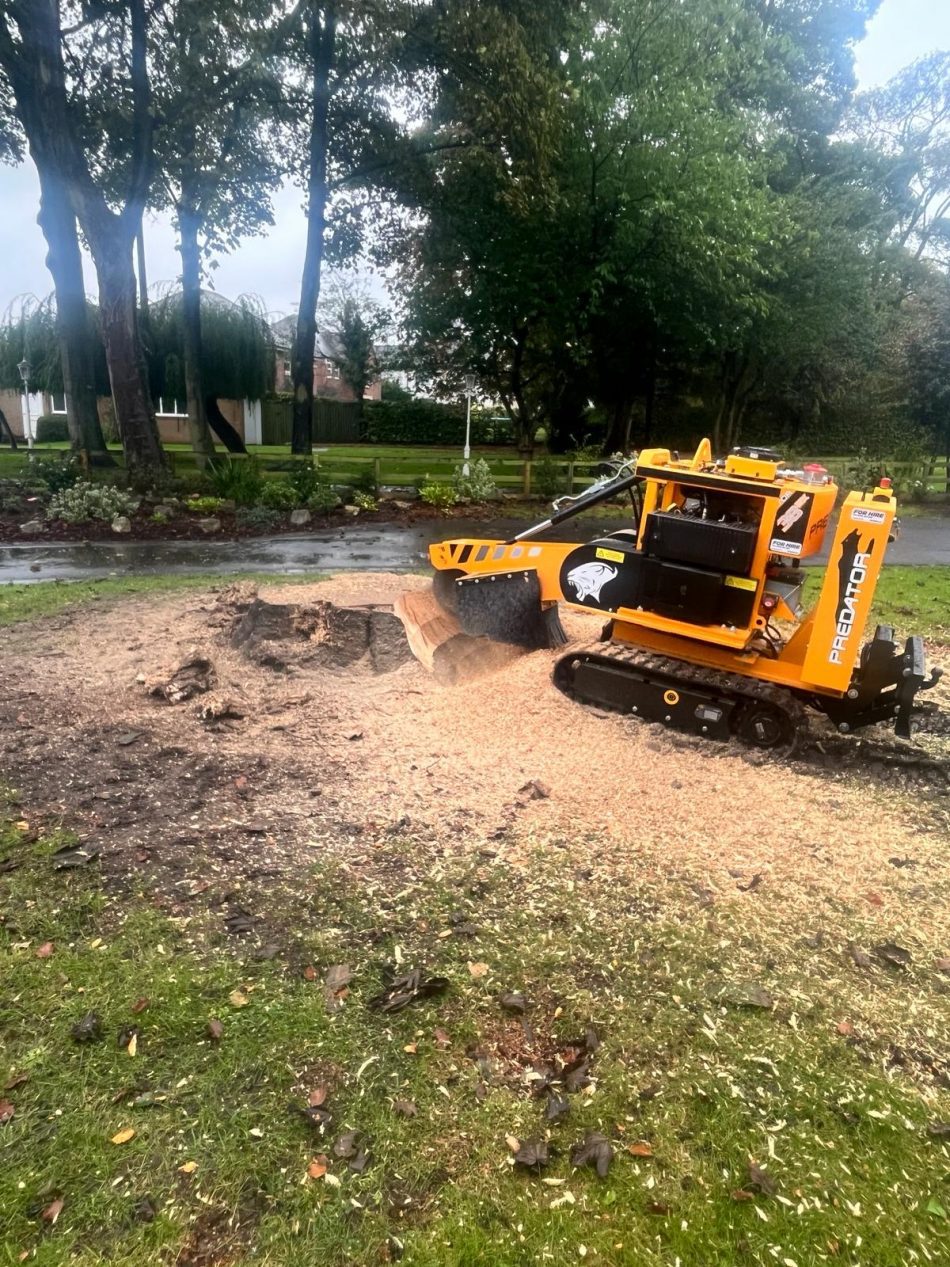 Stump Grinding in Doncaster: What to Expect