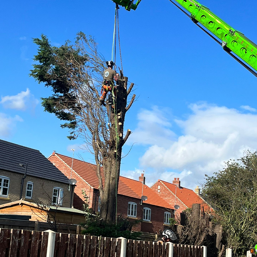 Domestic Tree Removal