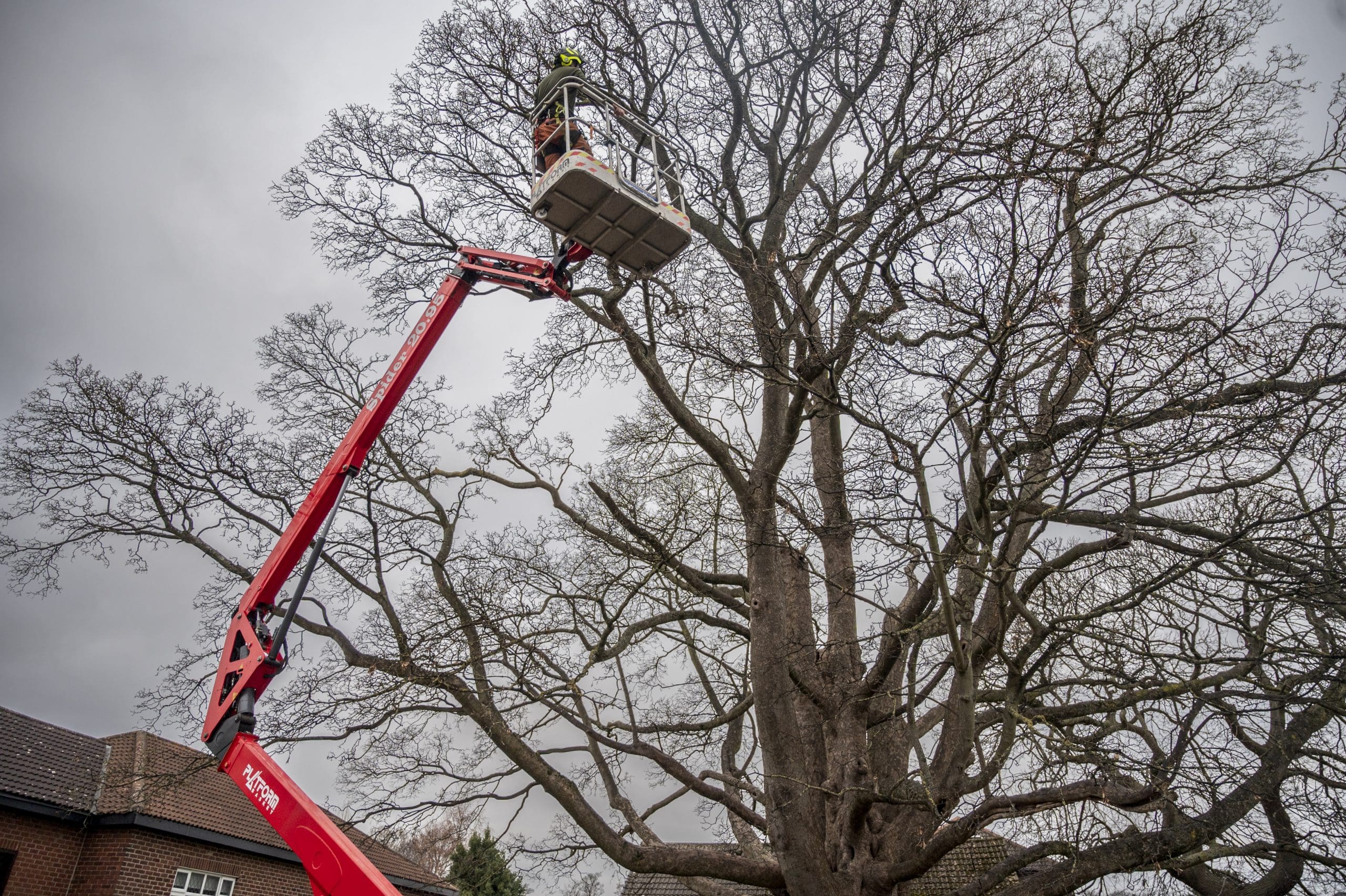 Local Tree Care Experts Partner with Doncaster Council to Preserve a Historic Tree